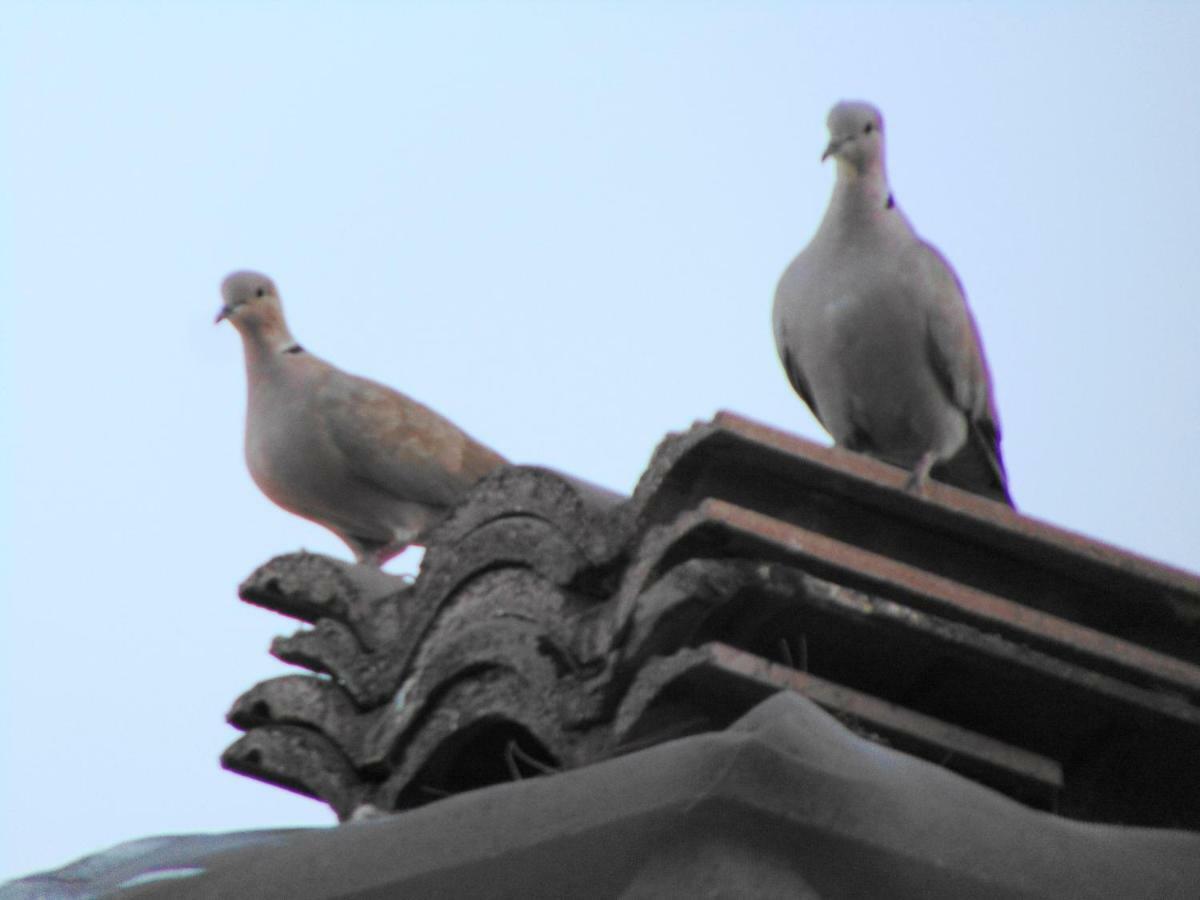 Villa Antonio Calderisi 维耶斯泰 外观 照片